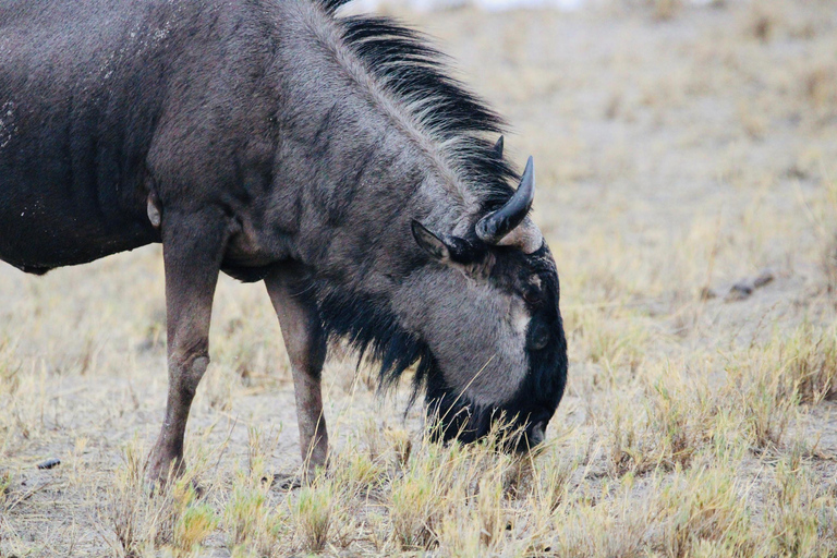 Windhoek: 3-Day Guided Safari in Etosha with Lodge