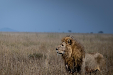 Safari di 3 giorni nel Serengeti da NairobiSafari di 3 giorni al Serengeti da Nairobi