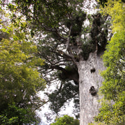 Waipoua Forest: Tāne Mahuta & Kauri Museum from Auckland