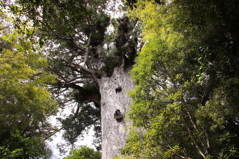 Waipoua Forest: Tane Mahuta & Kauri Museum from Auckland