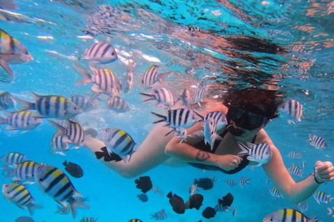 Swim with Dolphins Mnemba, Snorkeling, & Beach Horse Riding ONLY TRANSFERS INCLUDED – ALL ENTRANCE FEES ARE NOT INCLUDED