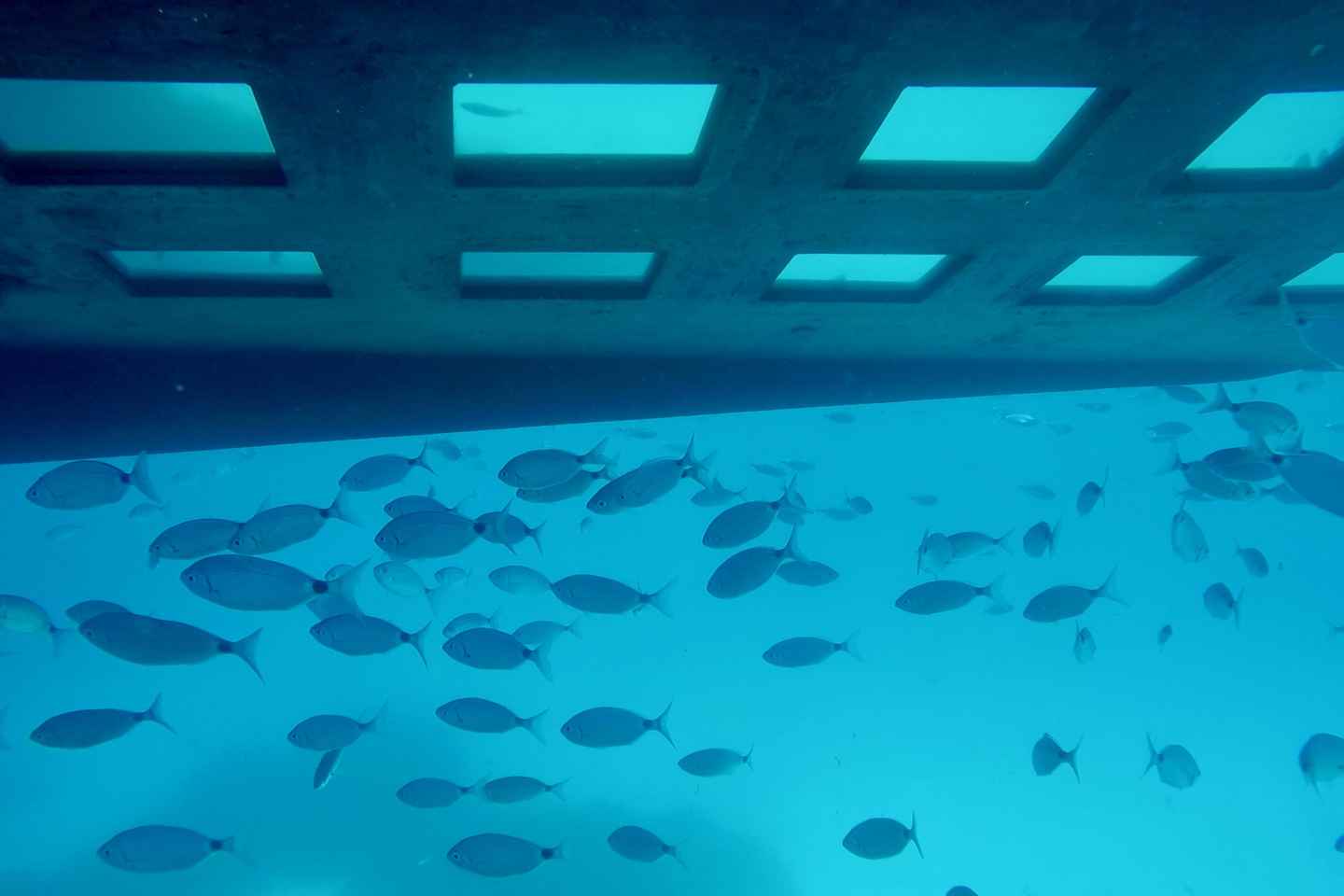 GRAND TOUR SITES CLASSÉS Vision sous-marine,baignade,boisson