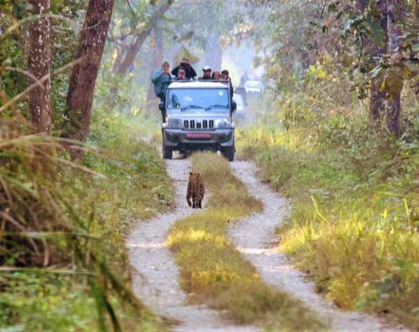 Visit Chitwan National Park Jeep Safari Tour with Guide in Chitwan