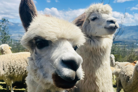 From Quito: Otavalo, Mercado de Ponchos, Cuicocha Lagoon, and Alpaca Farm Trip to Otavalo, Mercado de Ponchos, Cuicocha Lagoon, Alpaca Farm