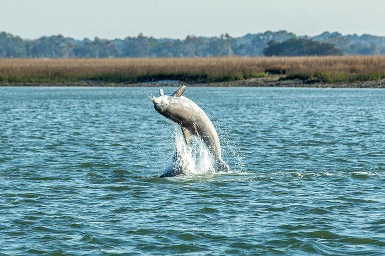 Charleston: Dolphin Discovery Sunset Cruise