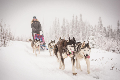 Fairbanks, AK: Tour di un giorno intero &quot;Guida il tuo team di cani&quot;