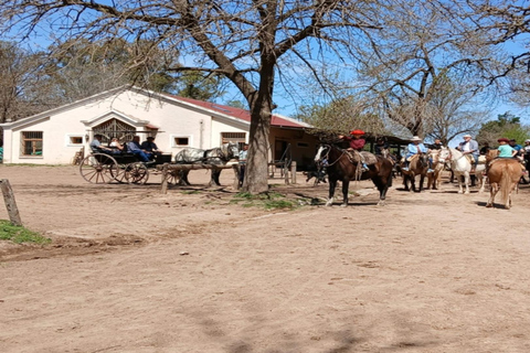 从布宜诺斯艾利斯出发：埃尔翁布德阿雷科（含接送服务）从布宜诺斯艾利斯出发：阿雷科的奥姆布树，含接送服务
