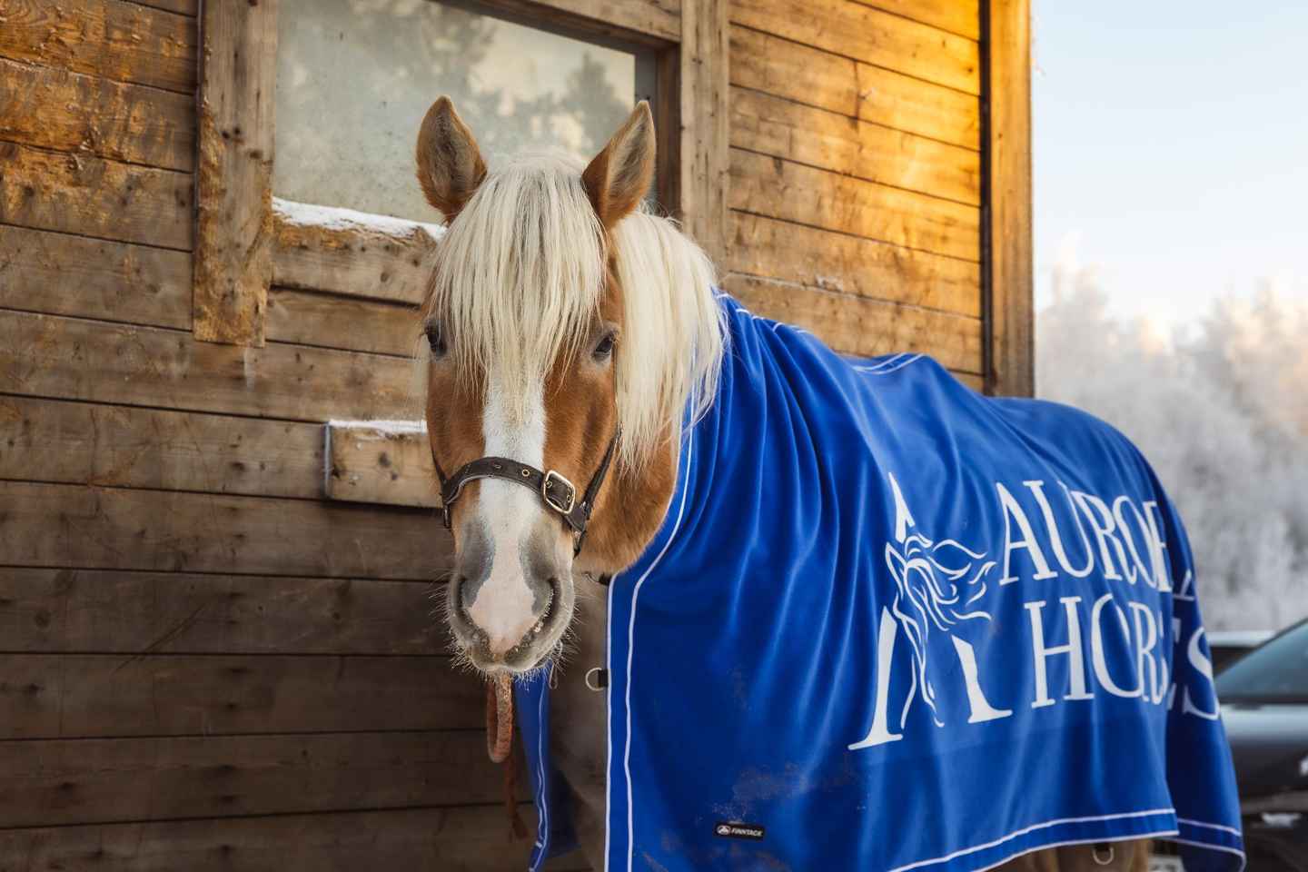 Rovaniemi: Riding Tour with Finnhorses at SCV