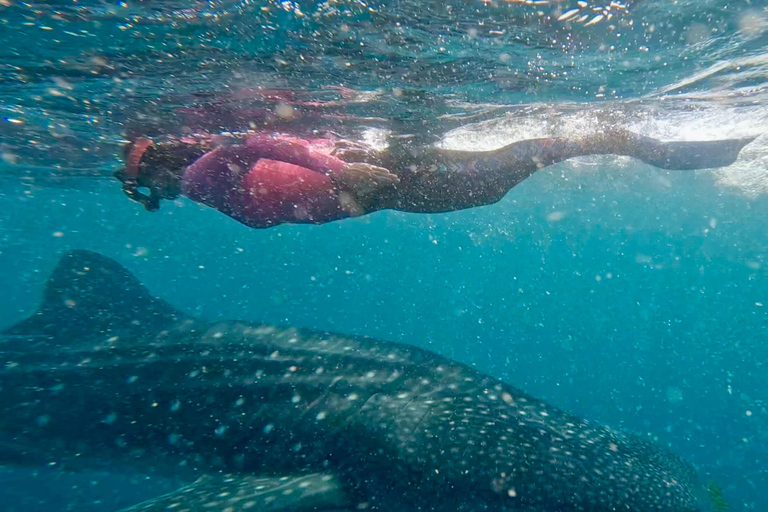 Swim with Whale Sharks in Mafia Island Flight from Zanzibar Mafia Whale Shark Adventure – Day Trip (No Flights Included)