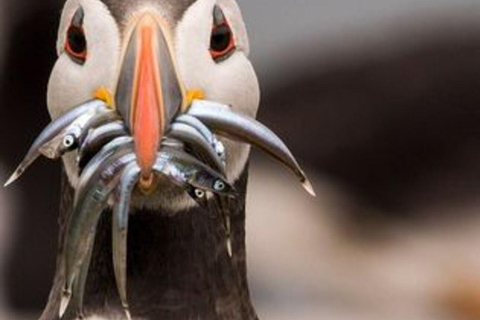 Seahouses: Longstone Lighthouse and Farne Islands Tour