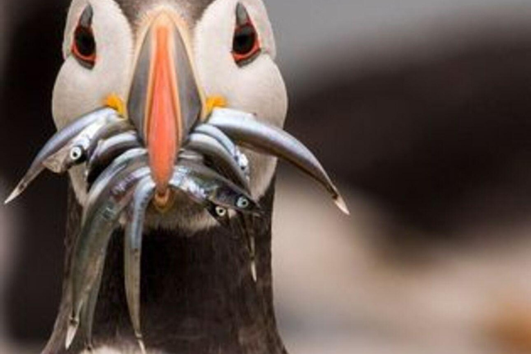 Seahouses: Longstone Lighthouse and Farne Islands Tour