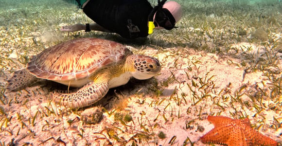 The Cozumel Turtle Sanctuary Snorkel Tour