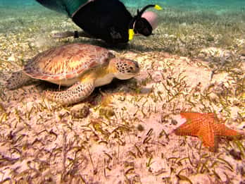 The Cozumel Turtle Sanctuary Snorkel Tour