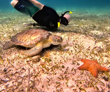 The Cozumel Turtle Sanctuary Snorkel Tour