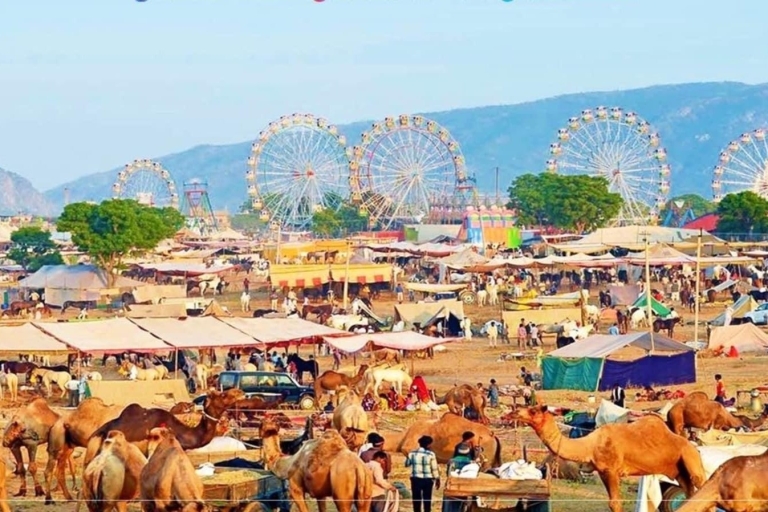 Jodhpur: Kameelsafari & sightseeingtour
