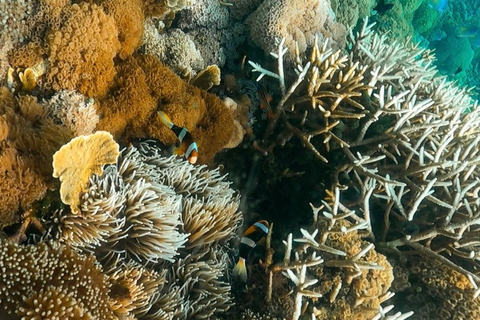 From Lombok: Gili Petelu and Pink Beach Snorkeling Tour