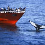 Reykjavik: l'originale tour di 3 ore per l'avvistamento delle balene