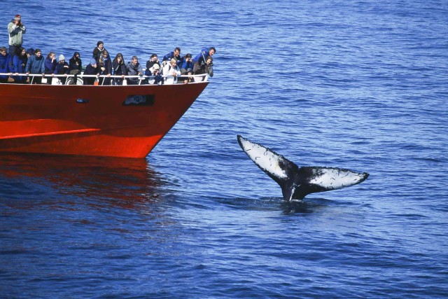 Visit Reykjavik 3-Hour Whale Watching Tour in Reykjavík