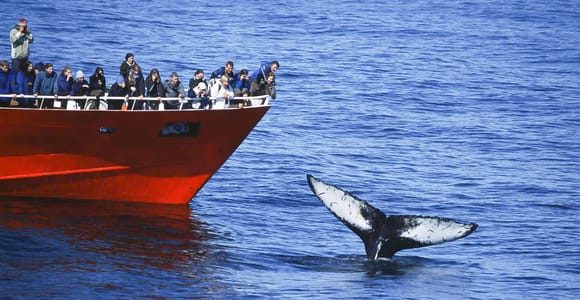 Reykjavik: the Original 3-Hour Whale Watching Tour