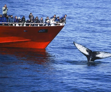 Reykjavik: 3-Hour Whale Watching Tour