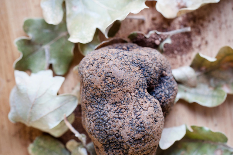 Descubre las trufas de la granja al tenedorDescubre el mundo secreto de las trufas