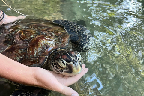 Zanzibar : Circuit à la nage avec les tortues