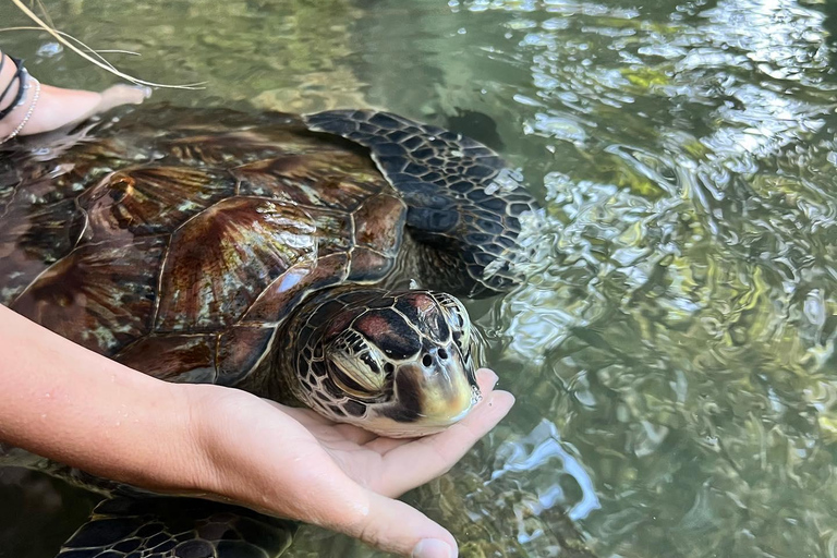 Zanzibar: Swimming With Turtles Tour