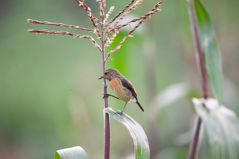 Kigali: 5-Day Birdwatching Tour Across Rwanda