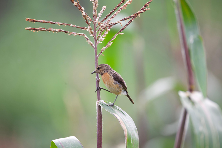 Kigali: 5-Day Birdwatching Tour Across Rwanda