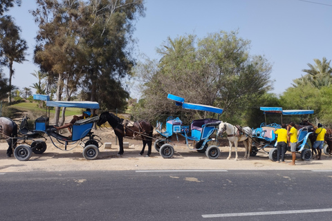 DJERBA: PRZEJAZD BRYCZKĄ NA TARG MIDOUN.