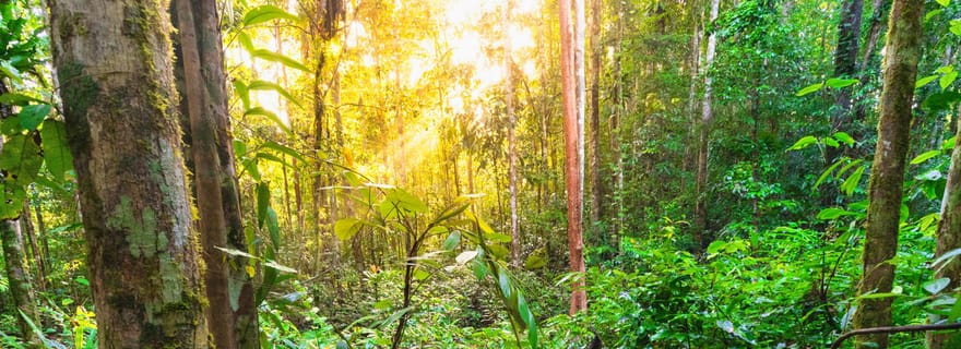 Sumatra : Excursion unique d'une demi-journée à la découverte des orangs-outans et du rafting