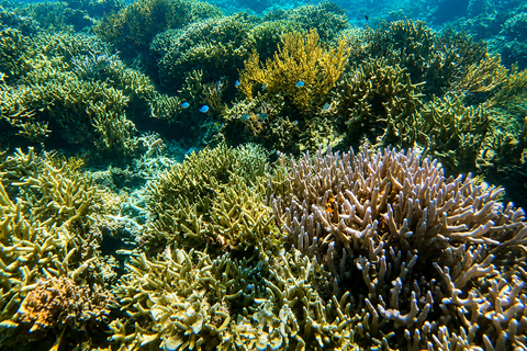Coron: WWII Shipwrecks & Pass Island Snorkeling Tour