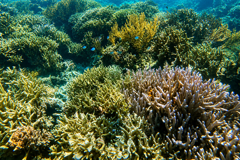 Coron: WWII Shipwrecks & Pass Island Snorkeling Tour