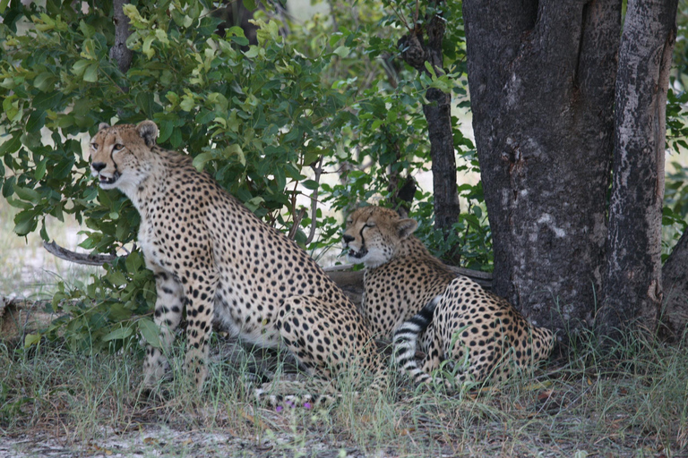 Victoria Falls: Zambezi Sunset Cruise & Botswana Chobe Park