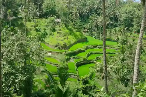 Tour privato di un giorno di Ubud con autista-guida