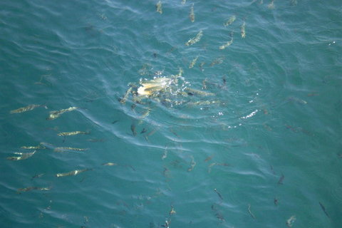 Icmeler Boat Trips w/ Lunch and Unlimited Soft Drinks Icmeler Boat Trips w (Soft Drinks)