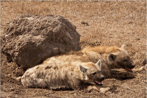 Maasai, parc national de Mikumi et chutes de Chizua 3 jours depuis Dar es salaam