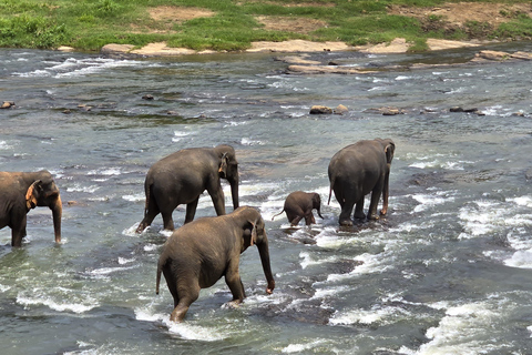 L&#039;esperienza della fauna selvatica di Sigirya