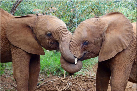 Viagem de 1 dia ao Parque Nacional de Nairóbi e ao Sheldrick Elephant Trust