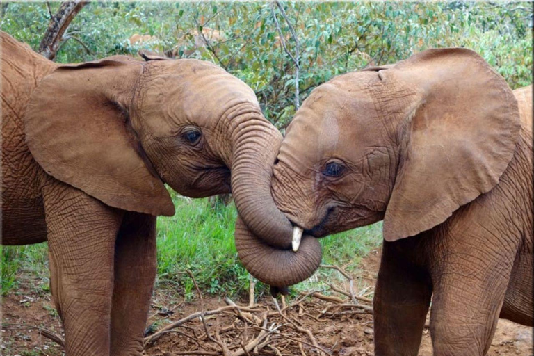 Viagem de 1 dia ao Parque Nacional de Nairóbi e ao Sheldrick Elephant Trust