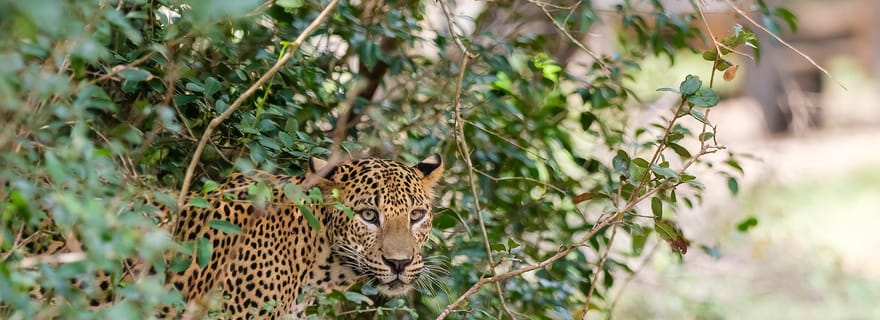 Depuis le port de Hambantota : Safari privé dans le parc national de Yala