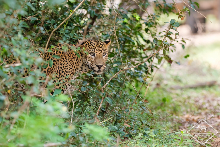 Parco nazionale di Wilpattu: Safari privato (12 ore)