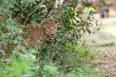 Parc national de Wilpattu : Safari privé (5 heures)