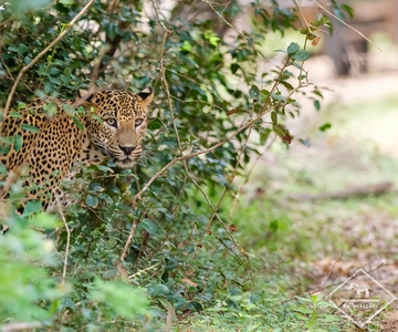 Wilpattu National Park: Private Safari (5hrs)
