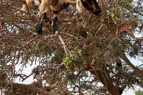 Agadir: Cable Car, Crocopark, and Goats on Trees Tour