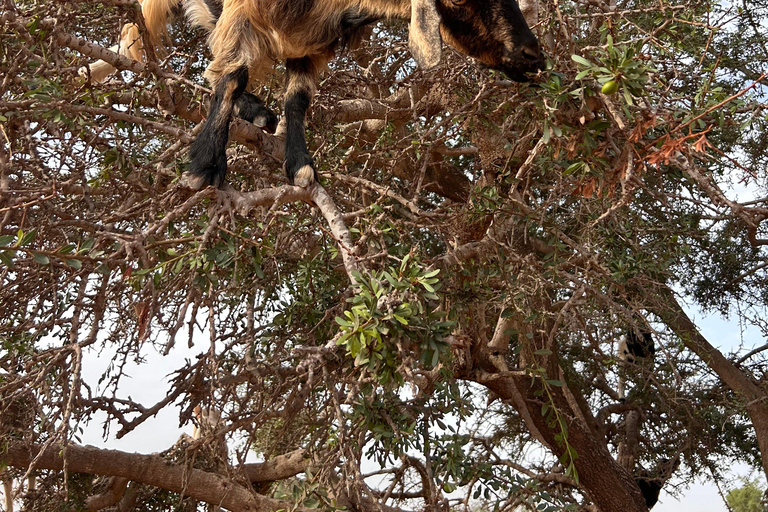 Agadir: Linbana, krokopark och getter på träd-tur