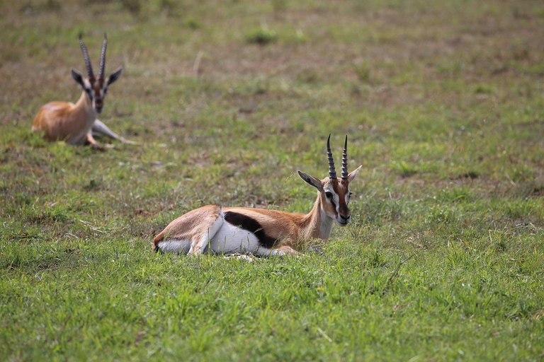 Tsavo East National Park: 3-Day Safari with Accommodation