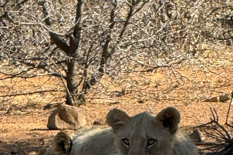 5 dagar 4 kvällar Safari Tour i Madikwe och Pilanersbeg