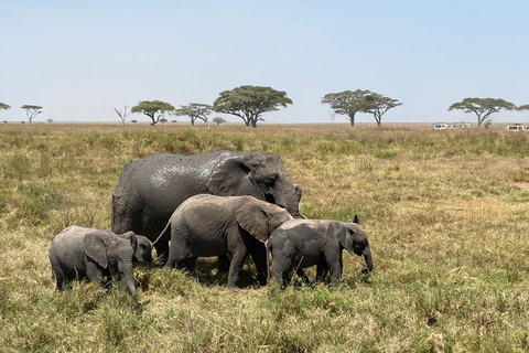 Arusha: Serengeti National Park Overnight TripJoining Safari: Serengeti National Park Overnight Camping