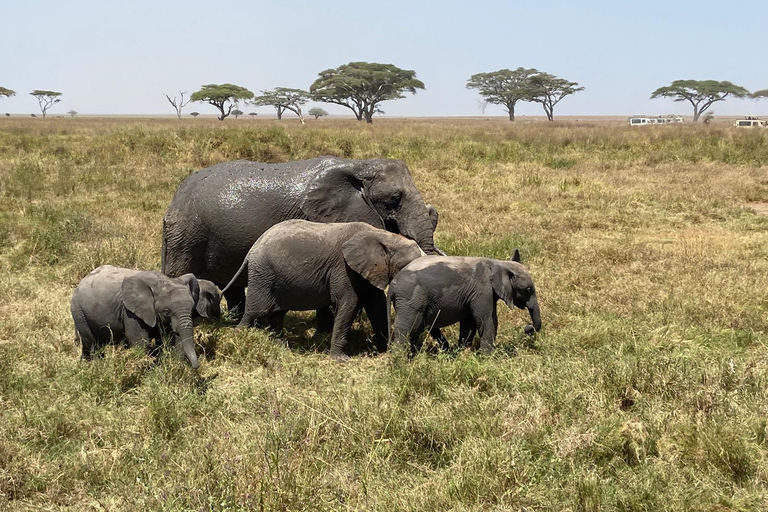 Arusha: Serengeti National Park Overnight TripJoining Safari: Serengeti National Park Overnight Camping